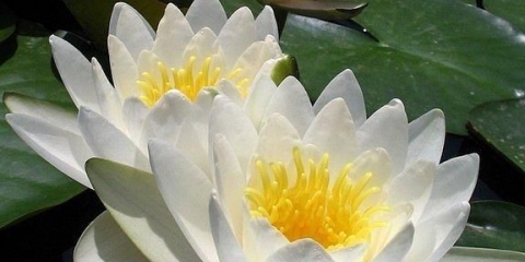 Savladana trava: opis, svojstva biljke, istorija i legenda